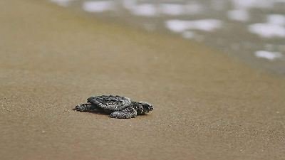 Liberación de tortuga lora acerca a familias al cuidado del mar